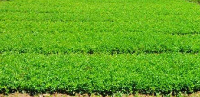 �l(w��i)ìС��