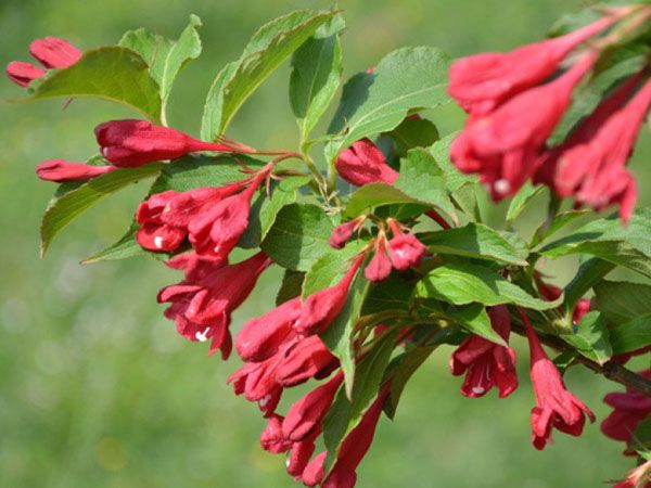 �t�����\��