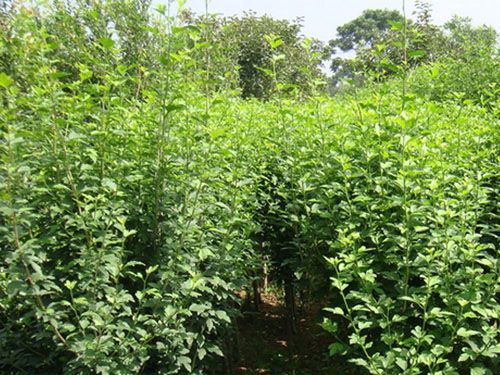 ����ľ��