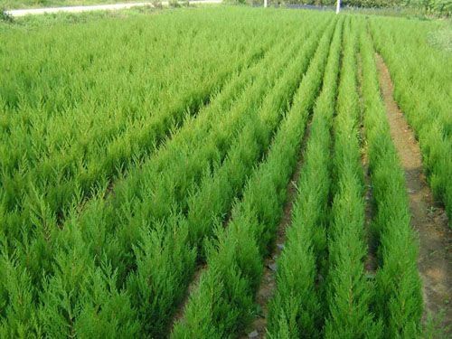 ��(c��)��С��